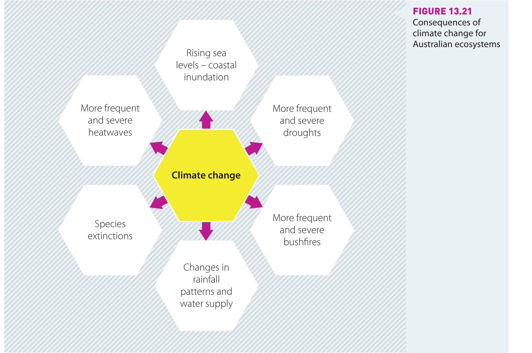 Flowchart showing coral bleaching impact due to temperature rise.