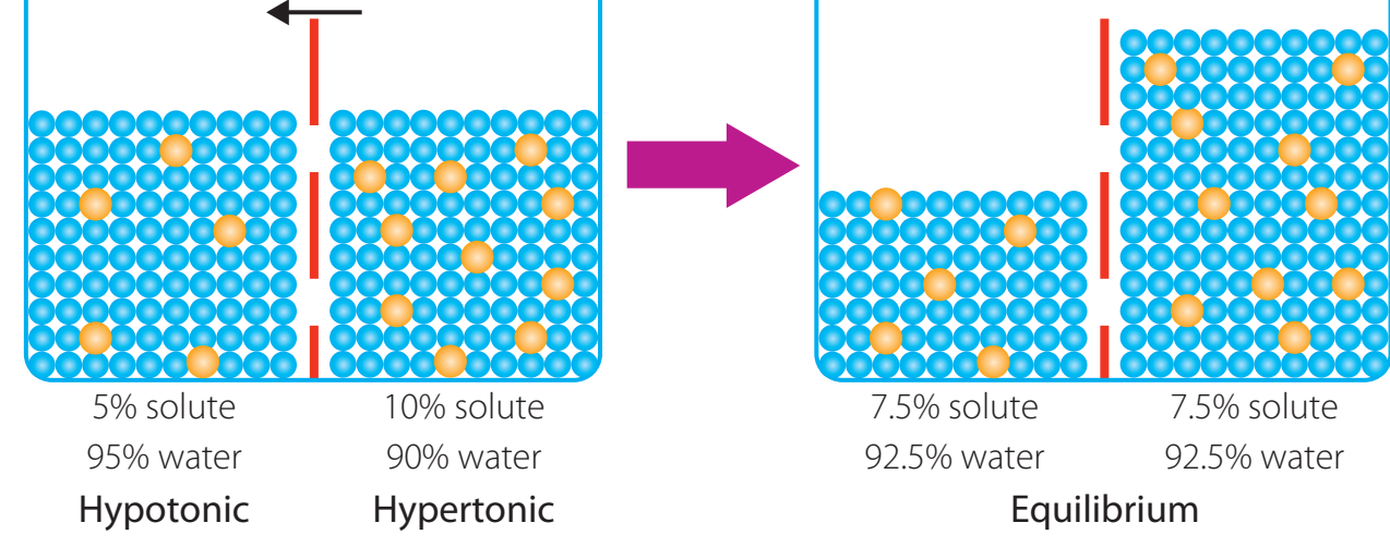 Illustrative diagram on osmosis depicting water movement and its importance in cell volume and pressure maintenance.