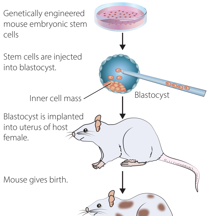 Labelled diagram showing the process of creating transgenic animals.