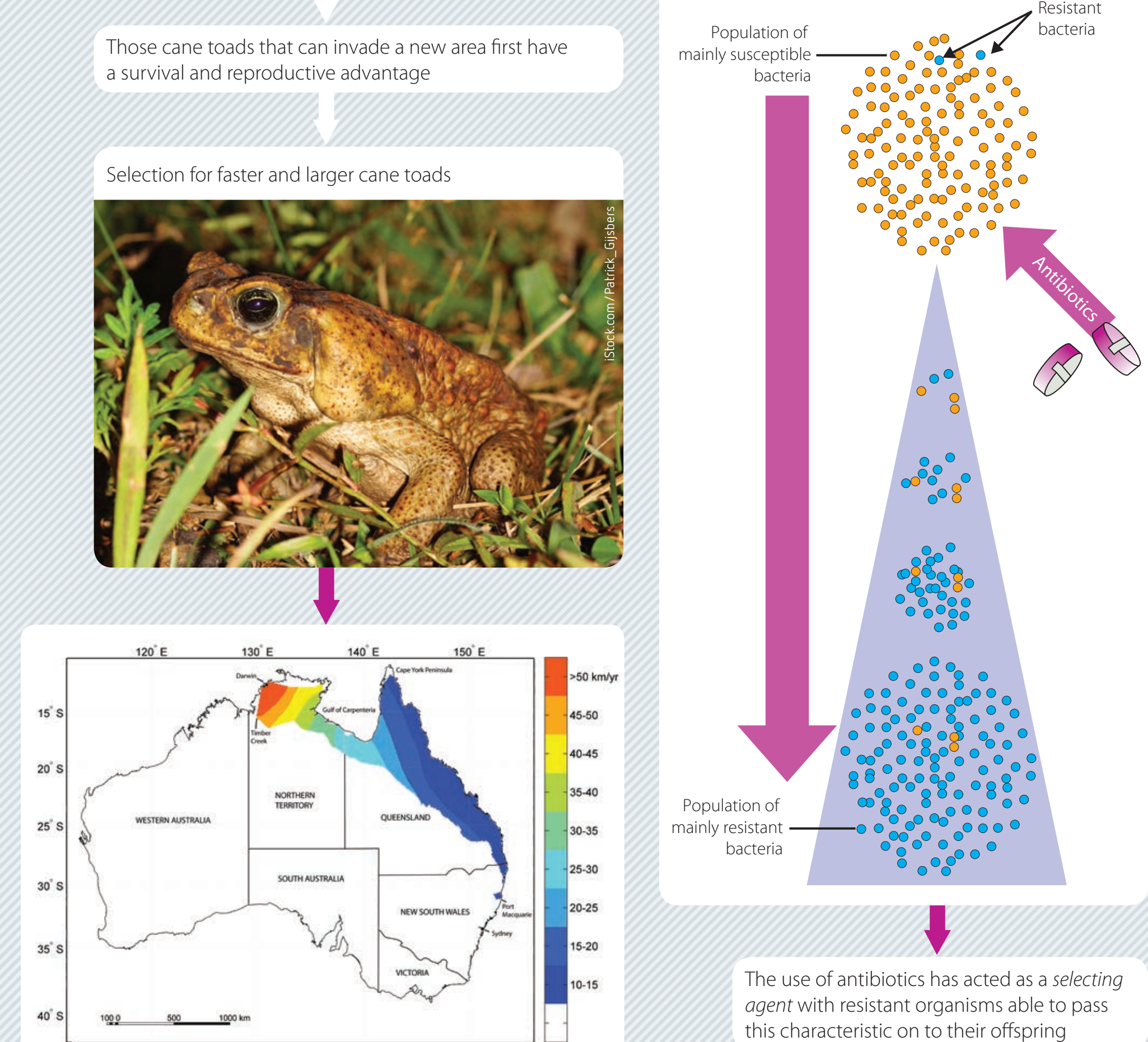 Adaptive Behaviours and Evolution Concepts