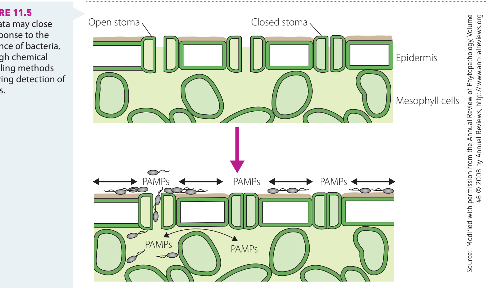Diagram illustrating plant immune system with emphasis on PAMPs recognition.