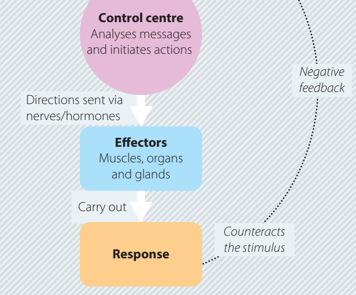 A diagram illustrating feedback loops for monitoring performance and strategy adjustment.