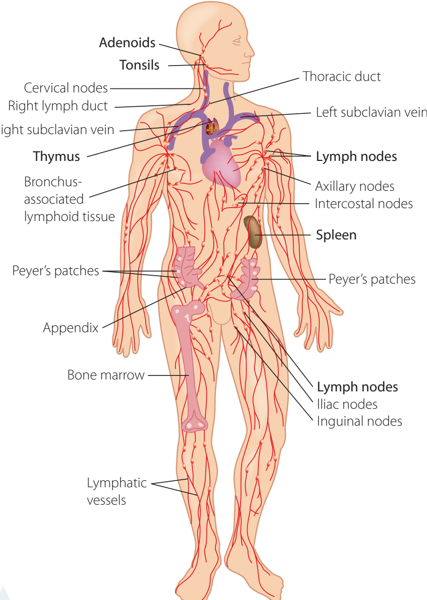Diagram illustrating the organisation of the immune system, including primary and secondary lymphoid organs such as the bone marrow, thymus, spleen, and lymph nodes.