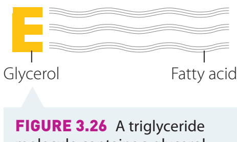 Structure of triglycerides and phospholipid bilayer.