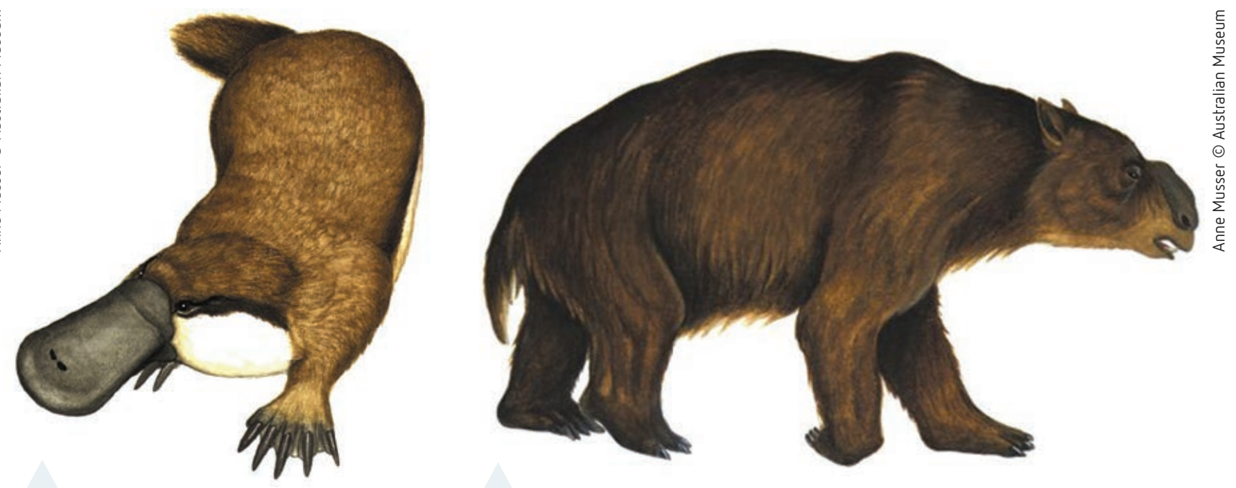 Diagram highlights adaptations in platypus evolution.