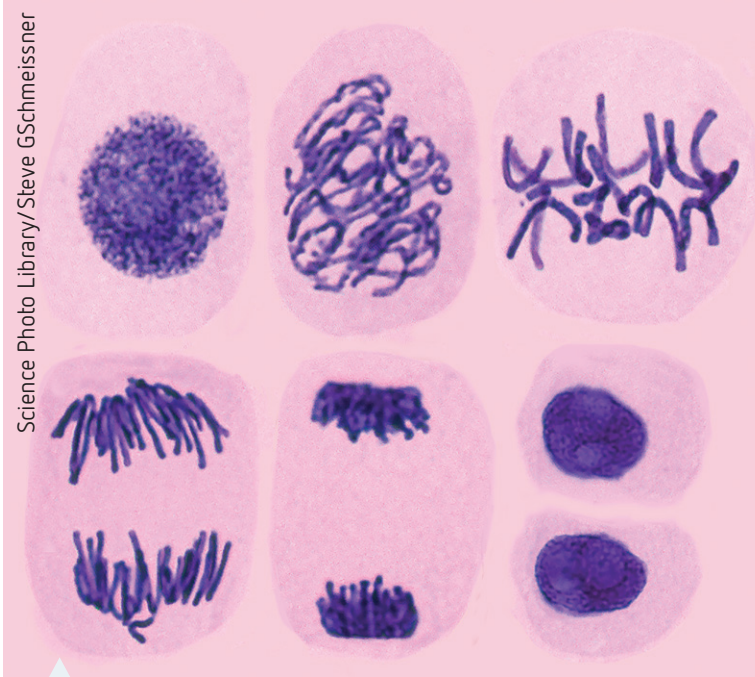 Diagram illustrating the mitosis life cycle: Interphase, Prophase, Metaphase, Anaphase, Telophase, Cytokinesis.