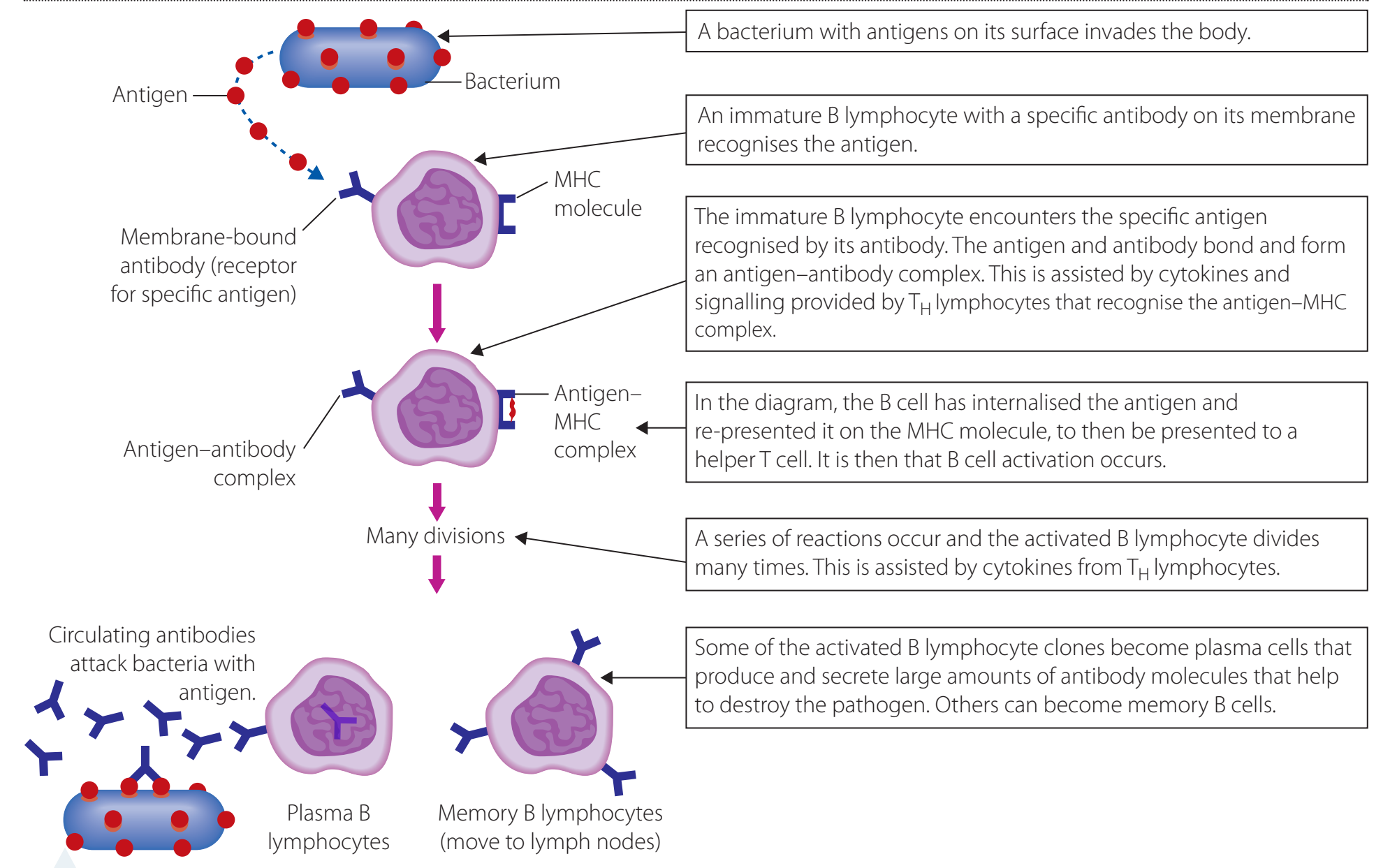 Diagram depicting vaccination mechanism and immune activation.