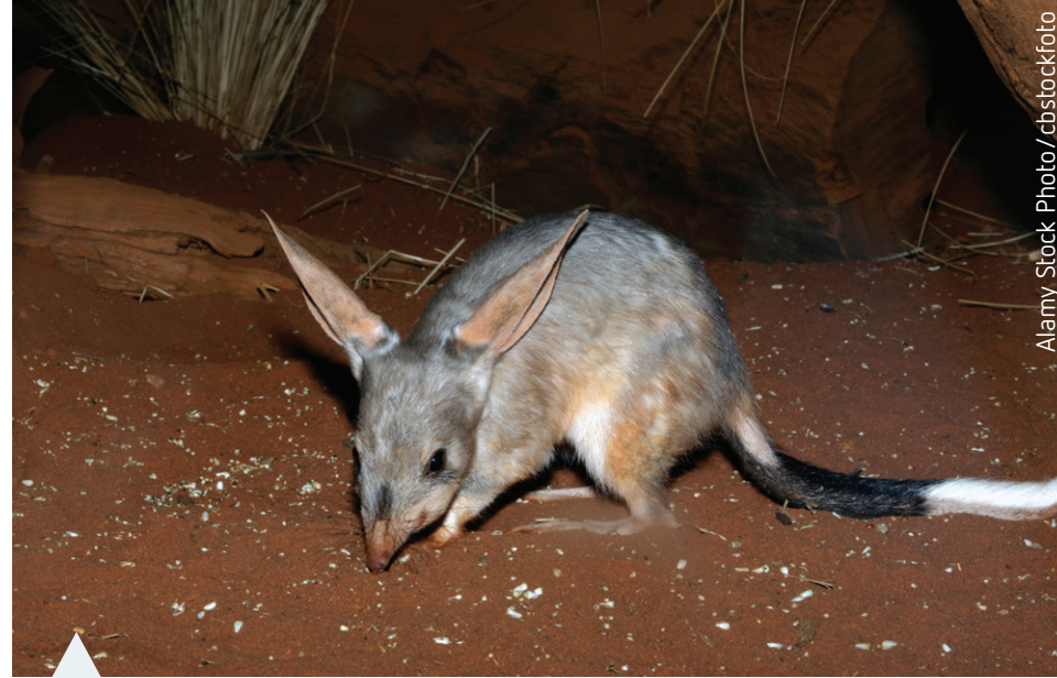 Bilby Nocturnal Foraging
