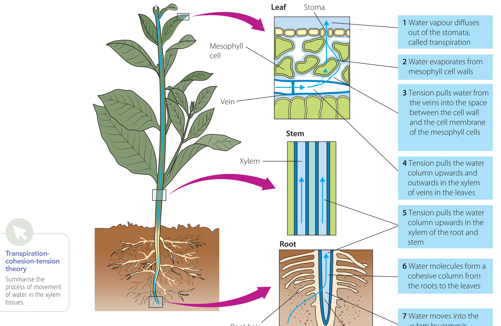 Diagram showing water transport in plants via cohesion and adhesion.