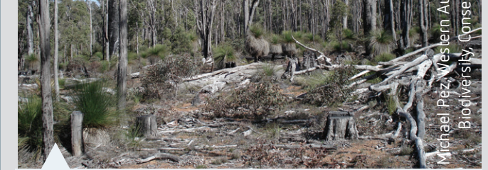 Satellite images and related callouts depicting Amazon deforestation.