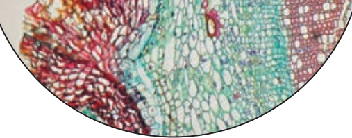 Micro Models Diagram