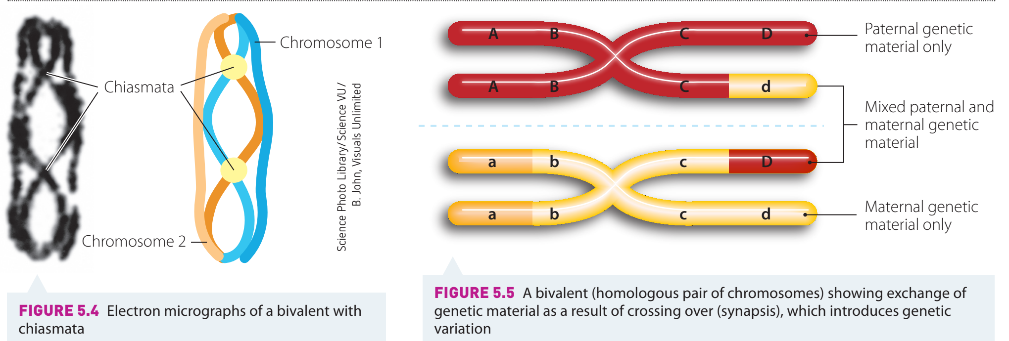 Depiction of asexual reproduction through binary fission, demonstrating identical genetic replication.