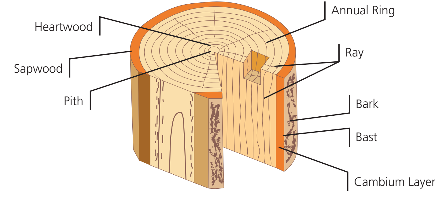 Heartwood vs Sapwood Diagram
