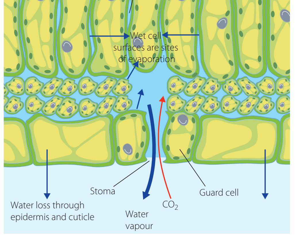 Leaf Structure Diagram