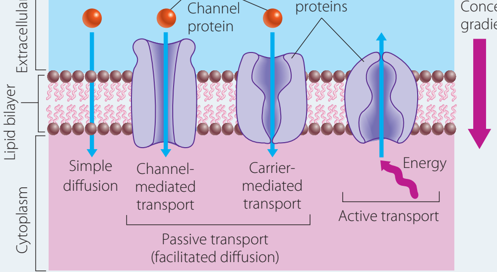 Diagram showing diffusion, osmosis, and active transport with focus on ion channels & pumps.
