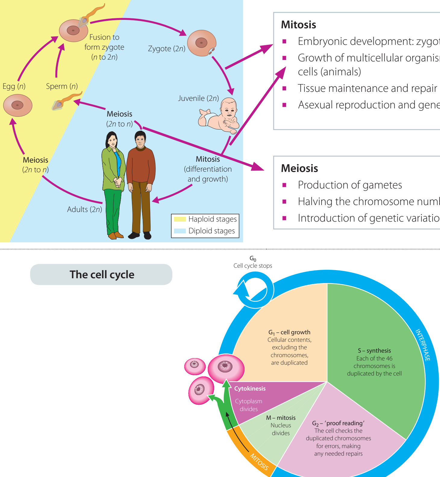 A diagram of the cell cycle showing interphase (G1, S, G2 phases) and the mitotic phase.