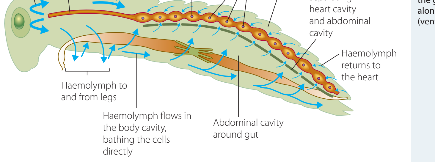 Flow diagram comparing open and closed circulatory systems in animals.