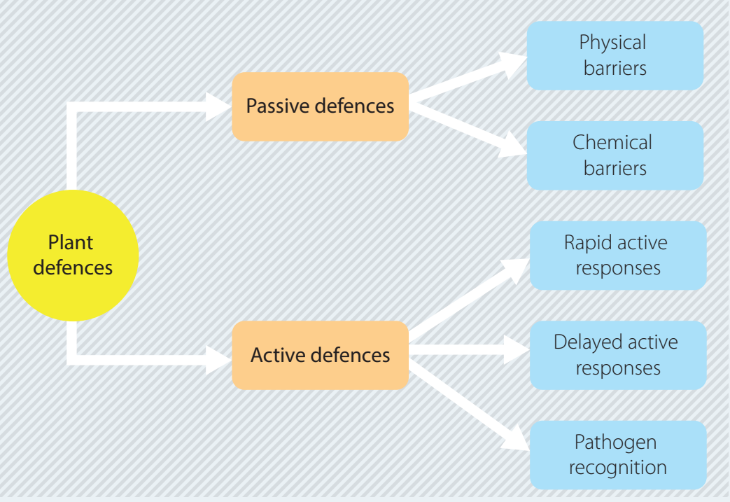 Flowchart detailing the signaling pathway involving salicylic acid and jasmonic acid during a fungal attack.