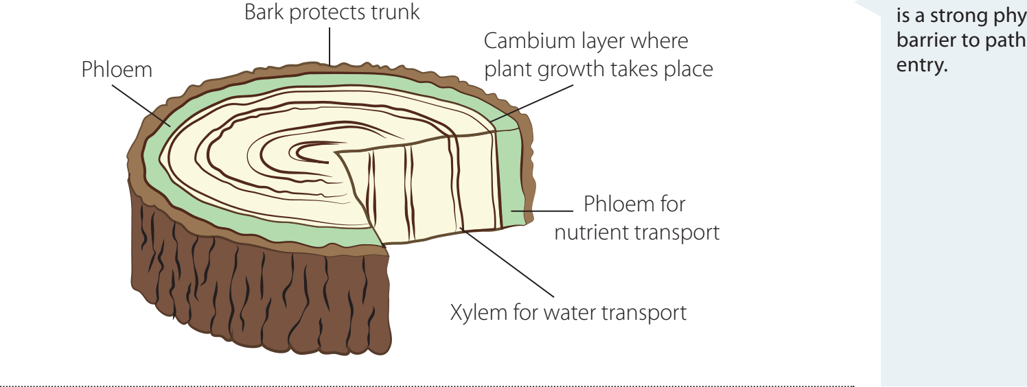 Cambium Layers Diagram