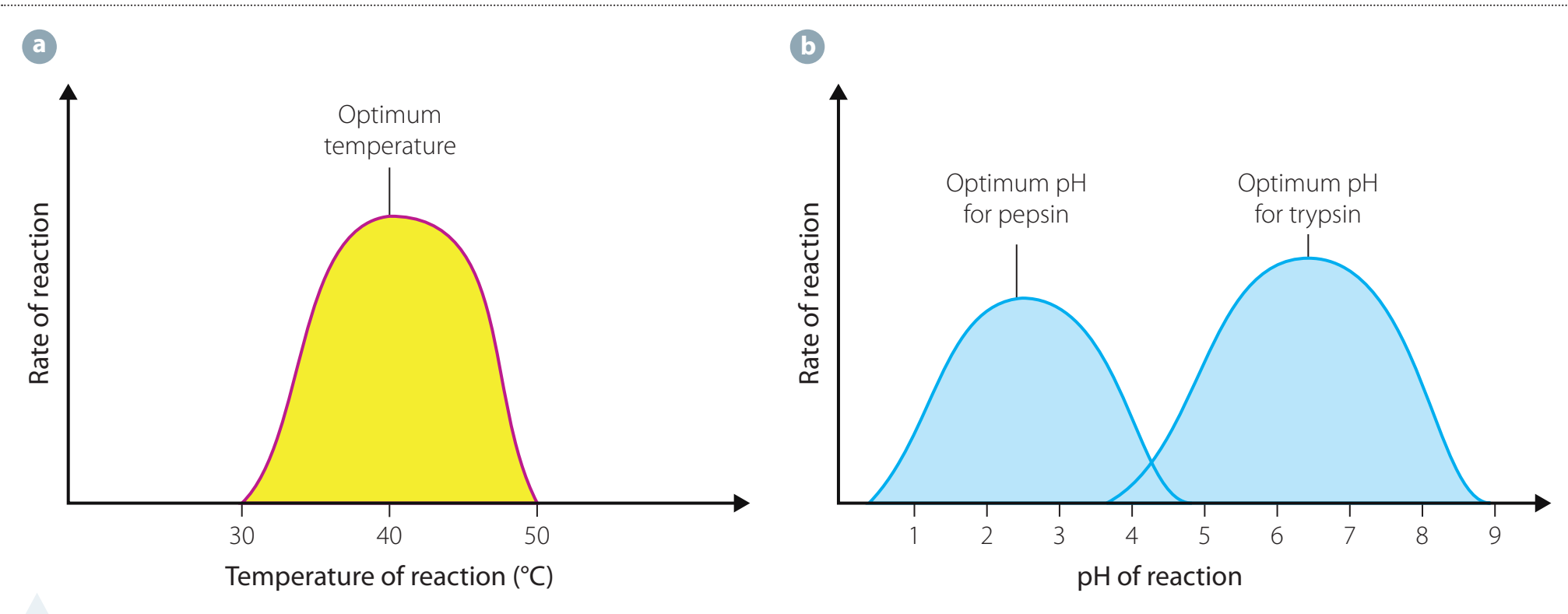Graph showing temperature vs. enzyme activity demonstrating Optimal activity range and denaturation