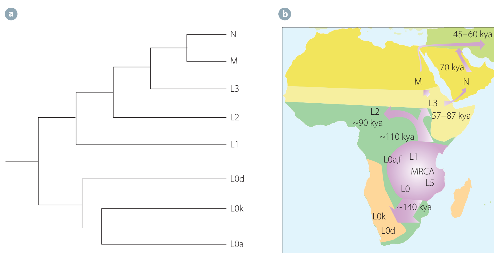 Diagram illustrating the mutation for lactose persistence in human populations, emphasising lactase enzyme production and evolutionary advantages.