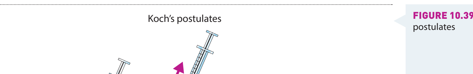 Diagram illustrating Koch's postulates and their application in microbiology.