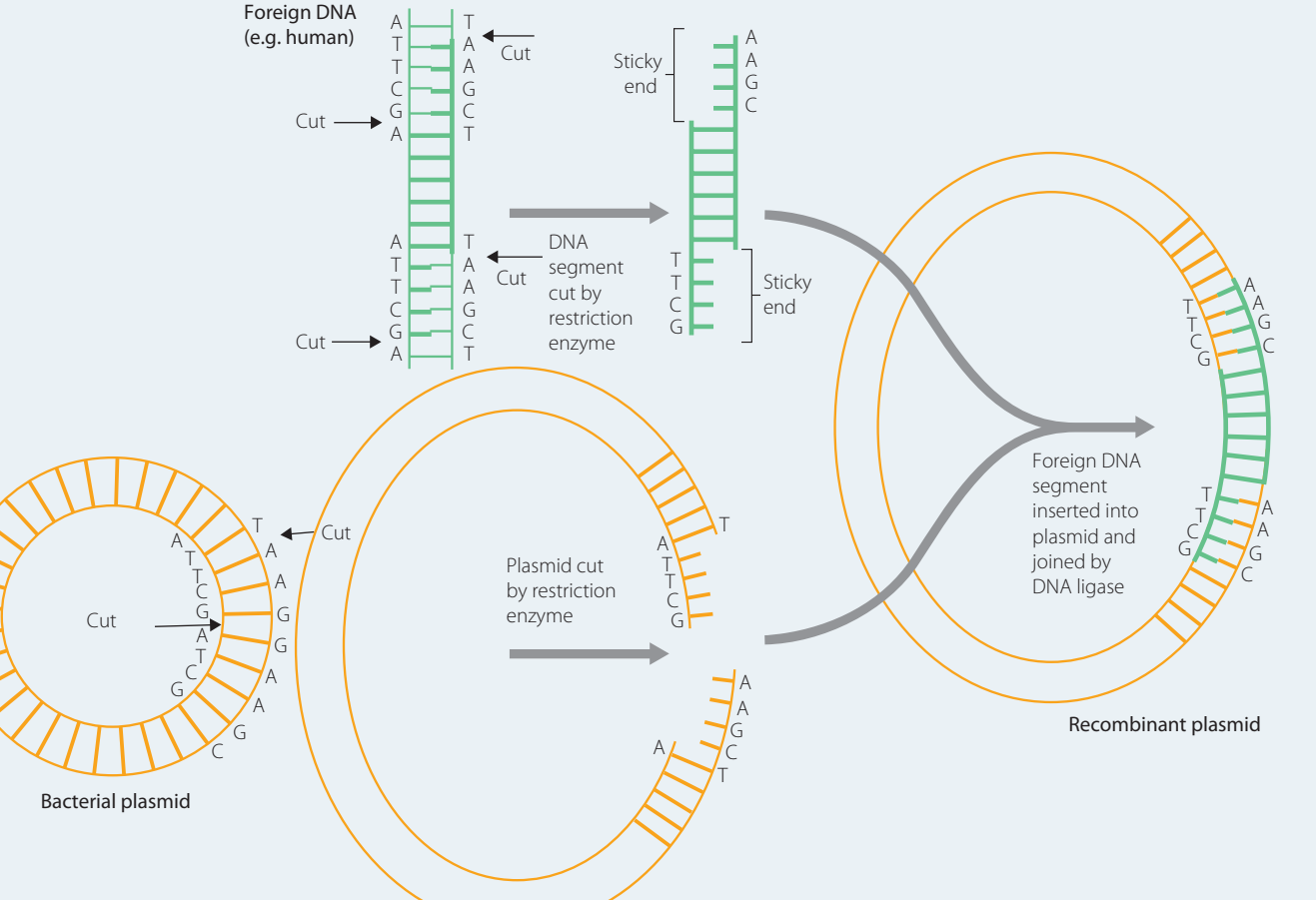 Illustration of the DNA recombination process, involving vectors and host cells.