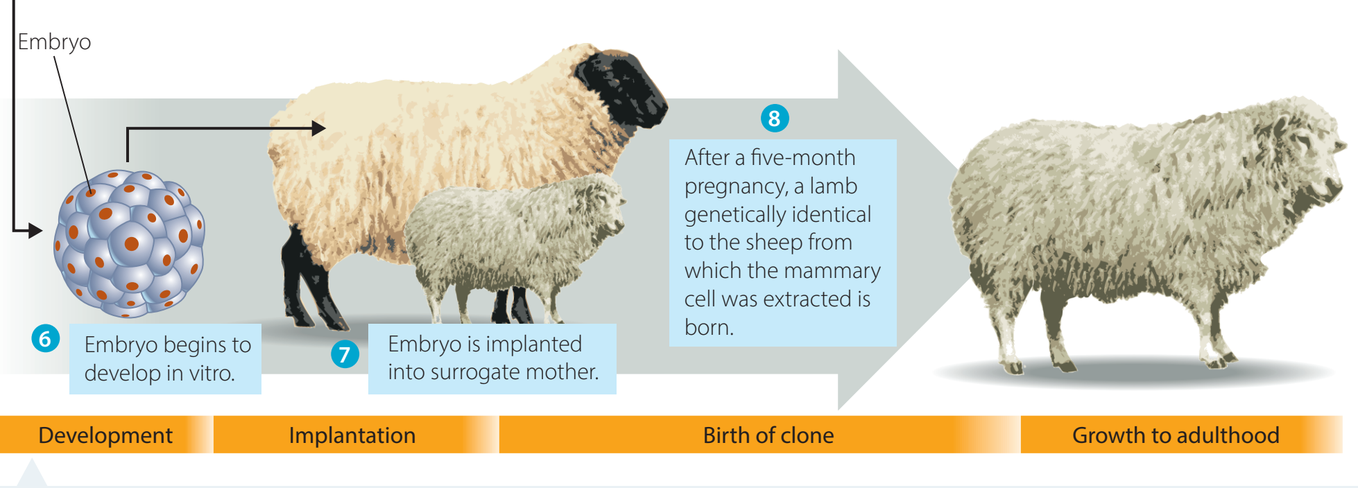 Diagram of SCNT process using Dolly the Sheep as a case study.