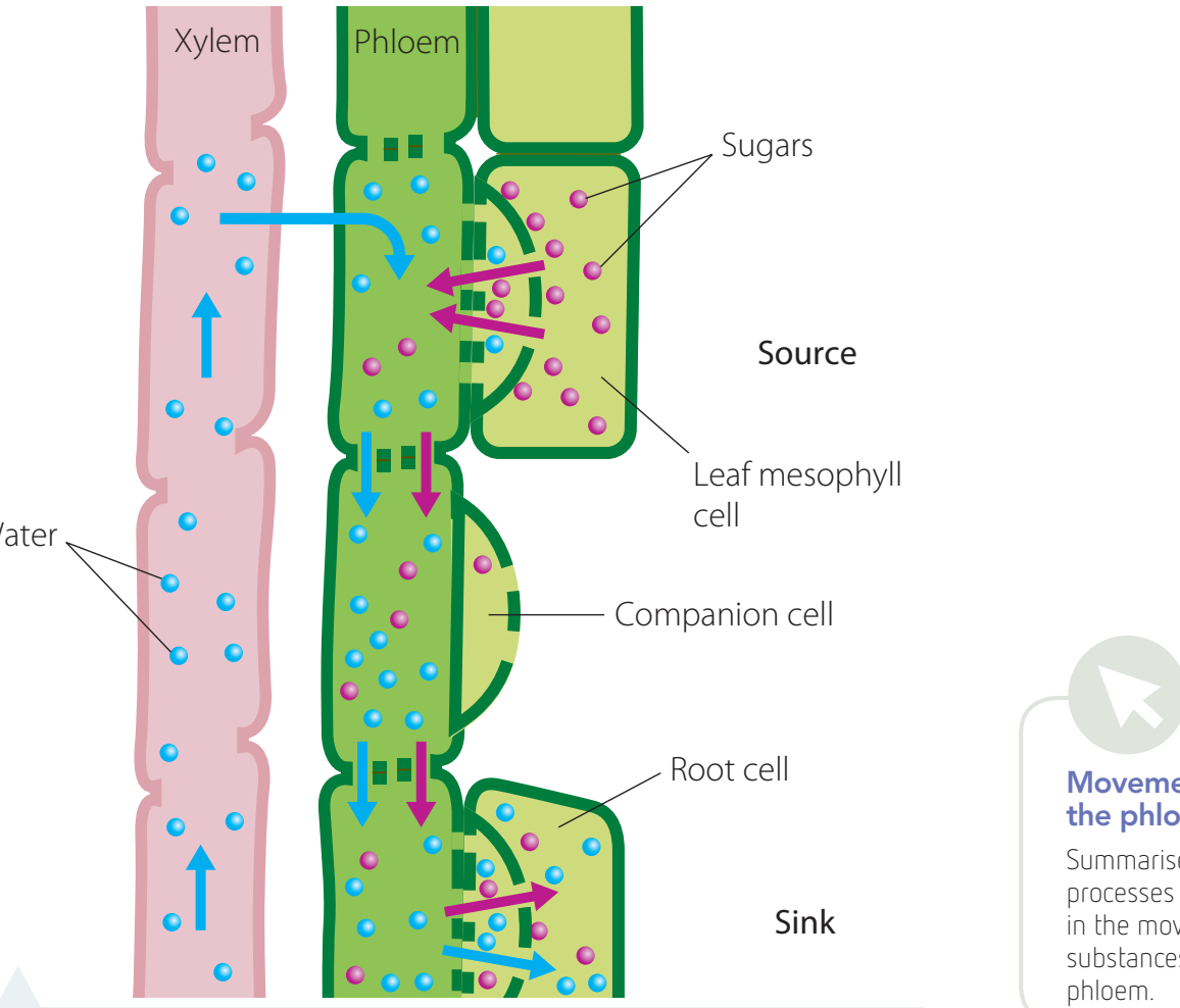 A flowchart depicting the source-to-sink transport of glucose within a plant.