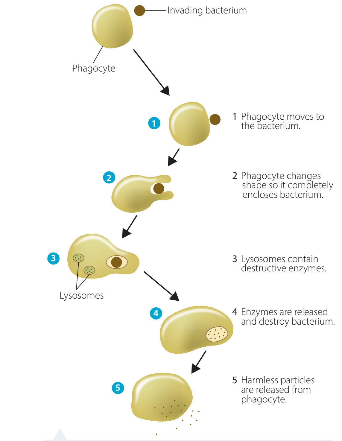 Illustration of phagocytosis in an immune cell, depicting the engulfment of a pathogen.