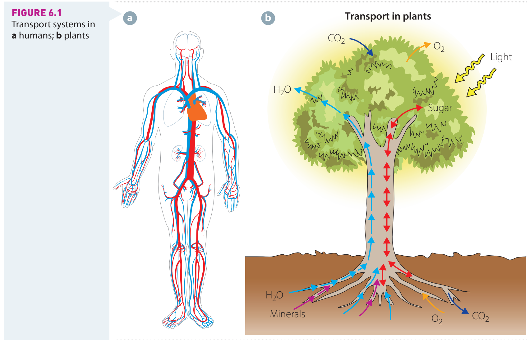 A table or diagram comparing gas exchange processes in plants versus animals.