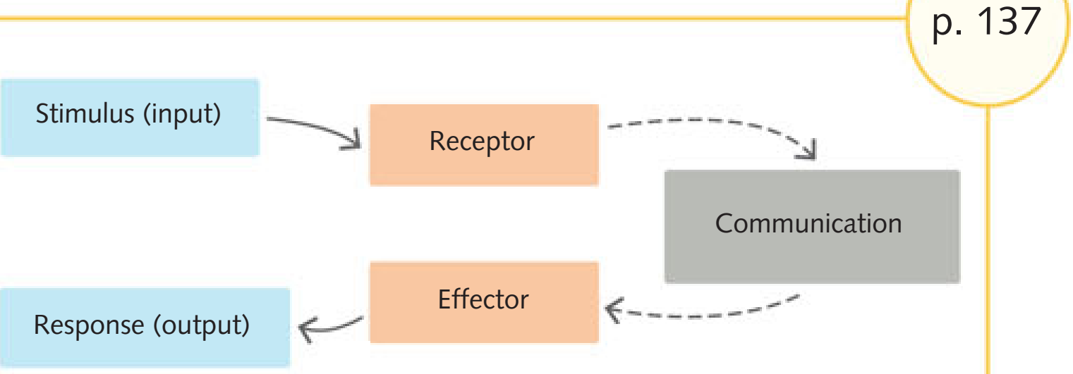 Feedback Loop Diagram