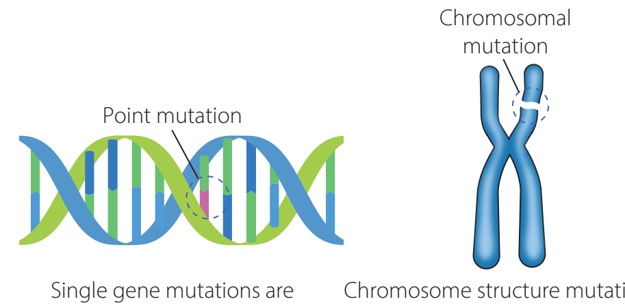 Chromosome structure highlighting euchromatin and heterochromatin differences in their resistance to mutation.