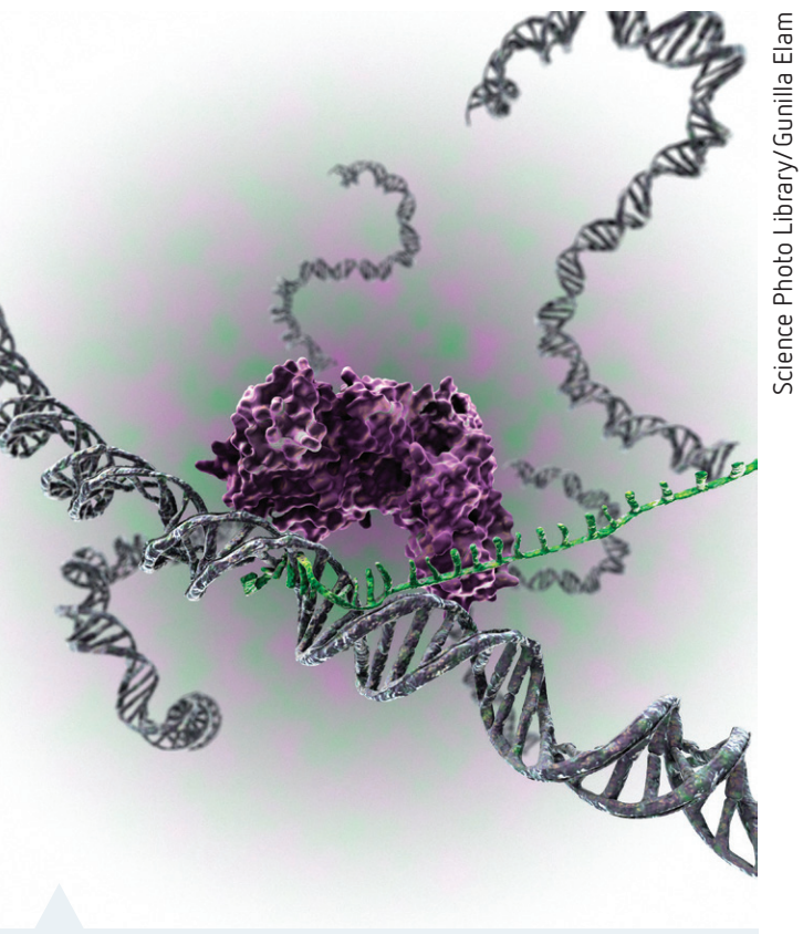 Illustration showing RNA polymerase at a promoter region on DNA to depict initiation.
