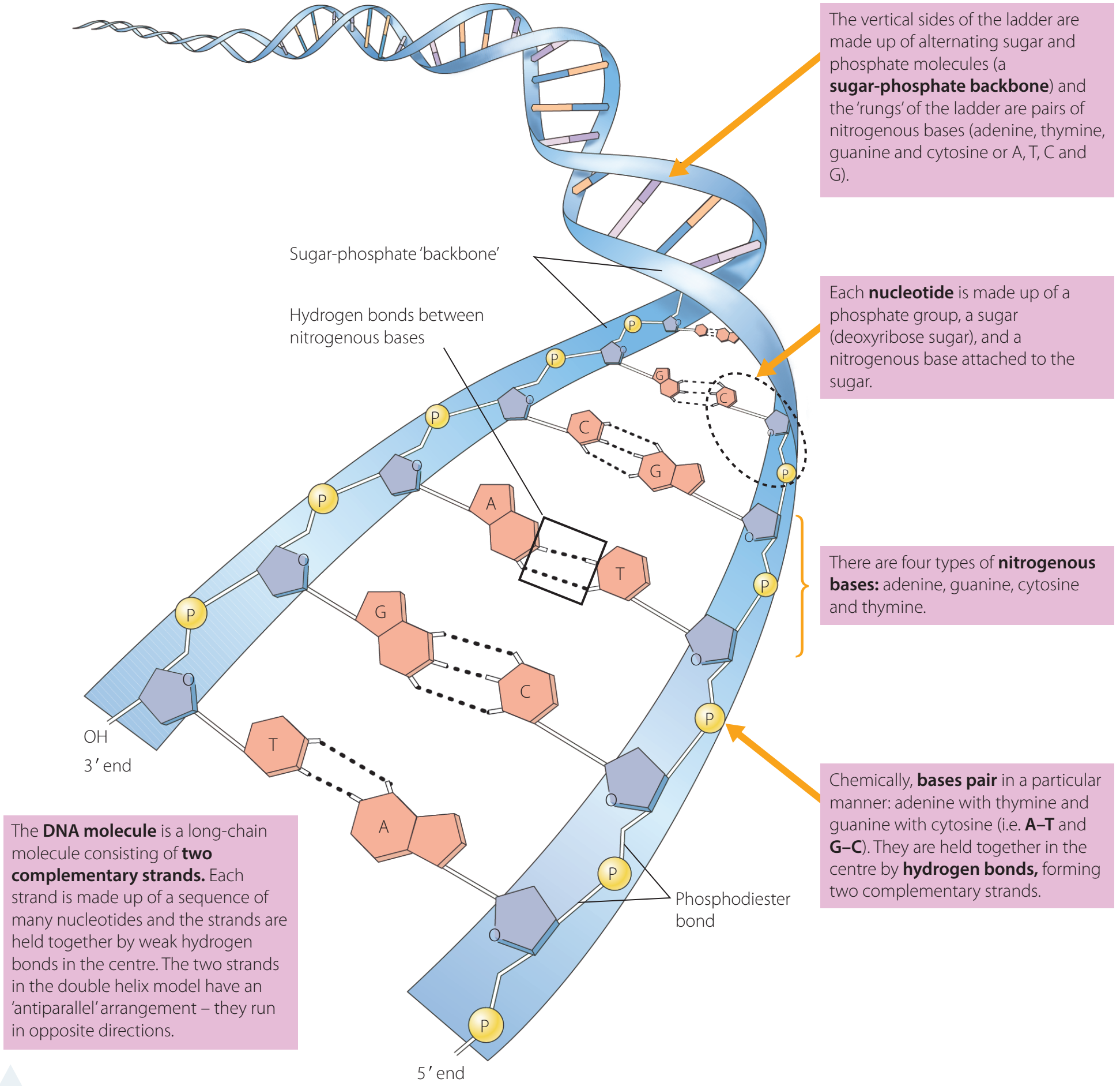 Diagram of double helix structure showing sugar-phosphate backbone and nitrogenous base pairs.