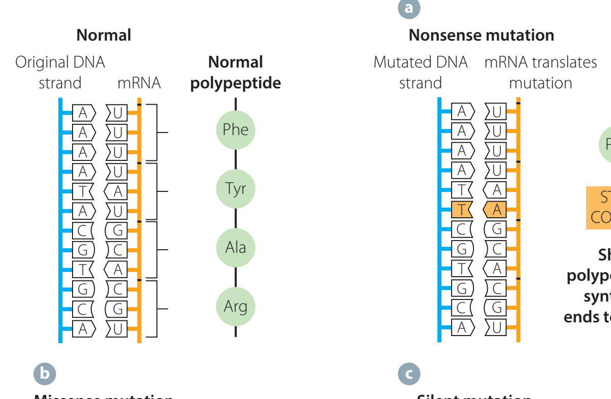 Comparison of normal and mutated polypeptide chains, illustrating structures and diseases.