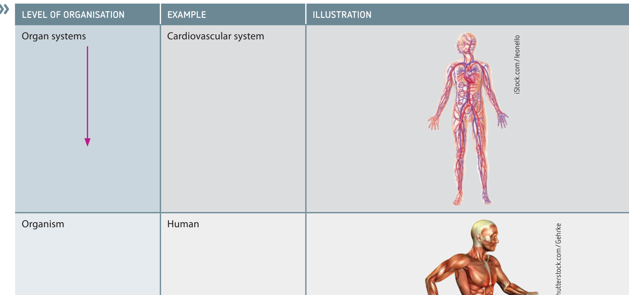 Diagram showing various human organ systems like skeletal, muscular, and nervous, emphasizing complexity and cooperation.