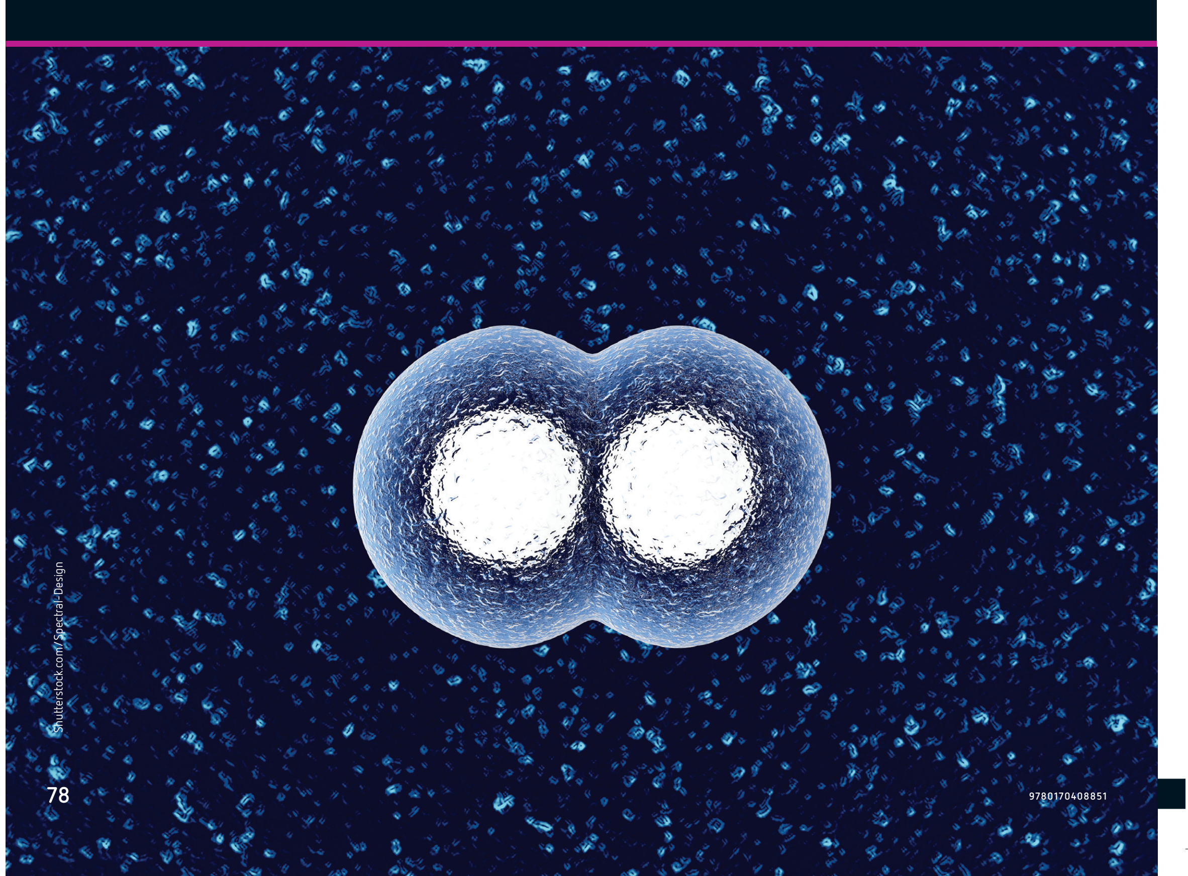 Binary fission in bacteria.