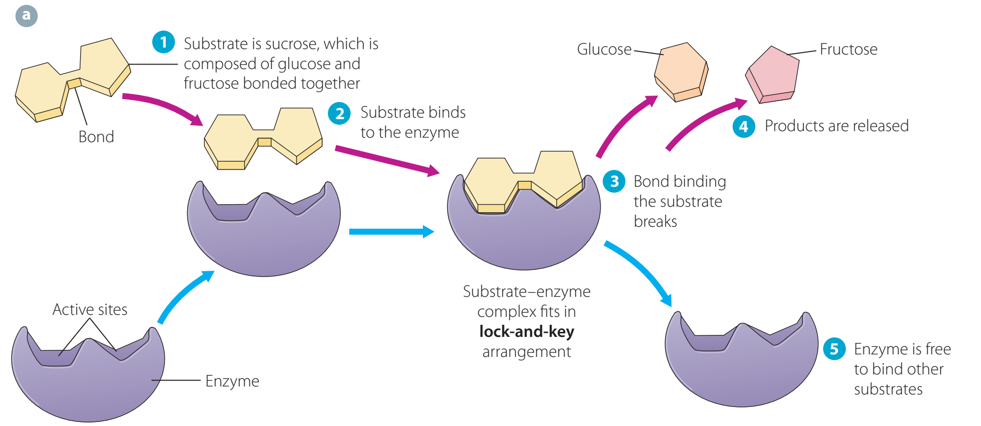 Diagram illustrating enzyme action in biofuel conversion processes.
