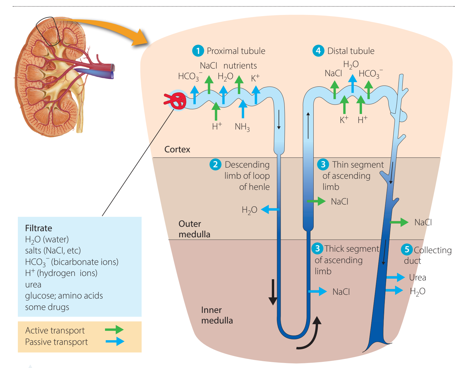 Diagram showing functioning of the renal system focusing on urea formation and excretion.
