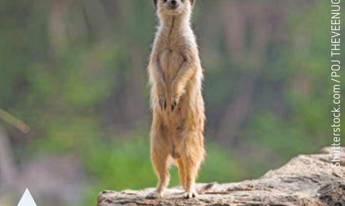 Illustration of a meerkat on sentinel duty with the rest of the group foraging.