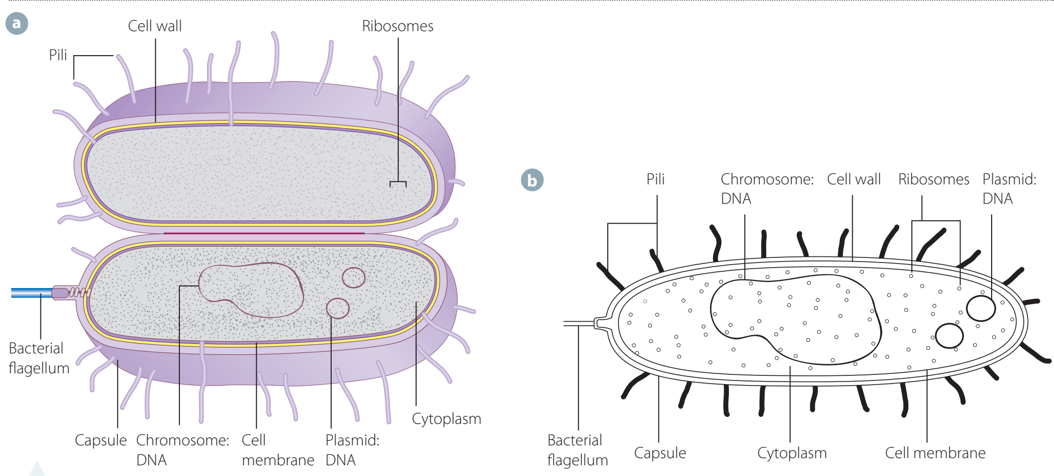 Diagram of prokaryotic cell structure.