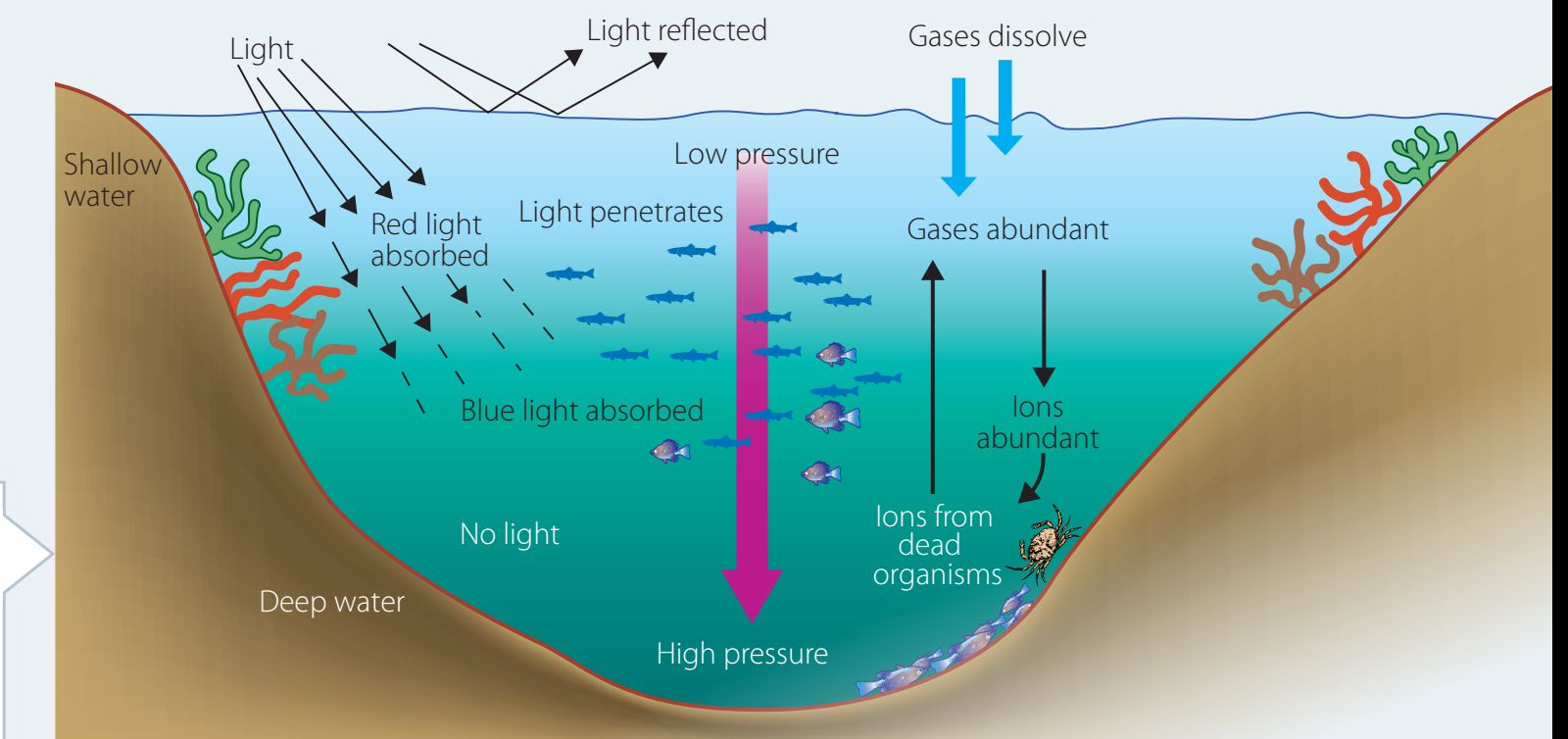 Ocean acidification diagram.