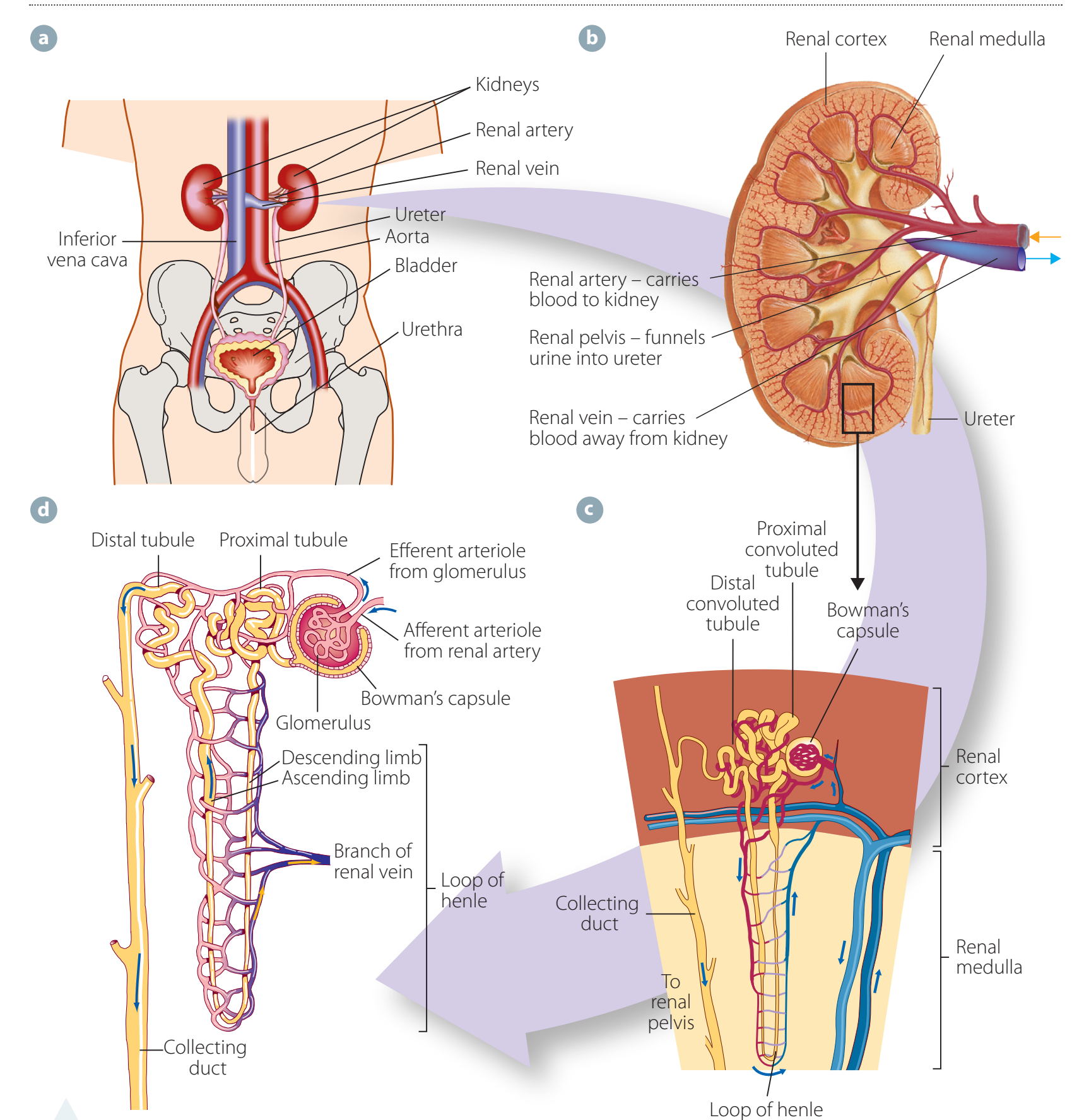 Location of kidneys in the human body
