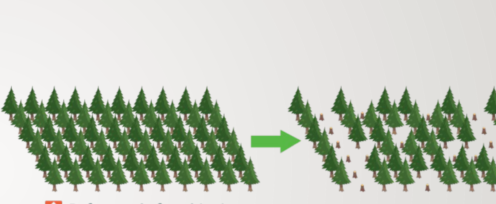 Comparison of monoculture and biodiverse forests