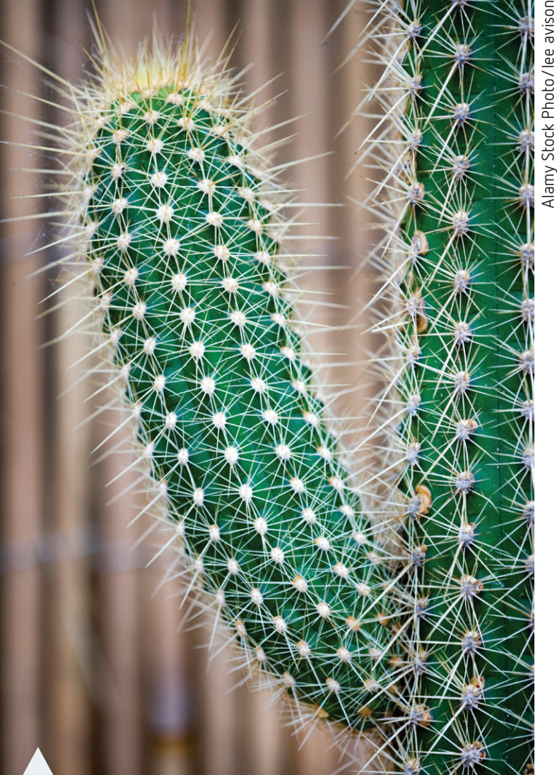 Diagram illustrating the water storage and spiny features of cacti.