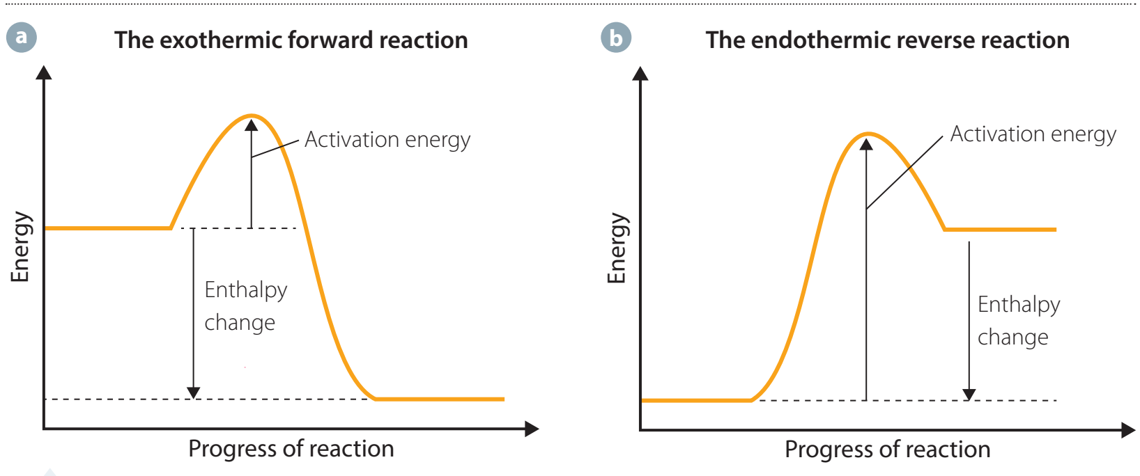 Graph showing exothermic and endothermic reactions