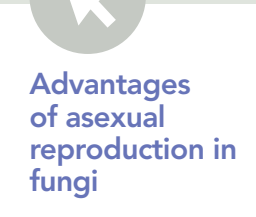 Fungi reproduction methods.