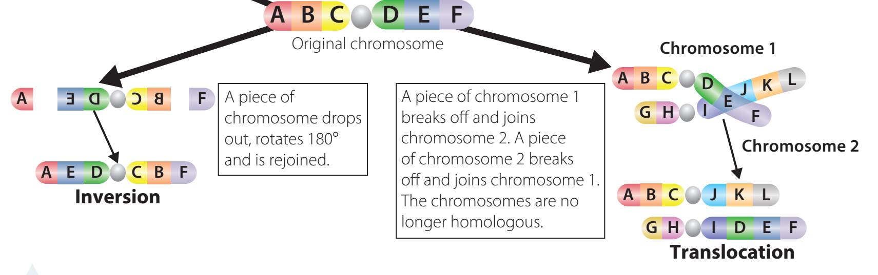 Illustrates a chromosome before and after translocation, highlighting changes and their impact.