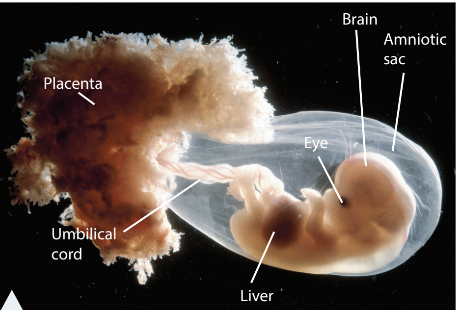 Early Stages of Embryo